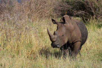 Fototapeta premium Breitmaulnashorn und Rotschnabel-Madenhacker / Square-lipped rhinoceros and Red-billed oxpecker / Ceratotherium simum et Buphagus erythrorhynchus.