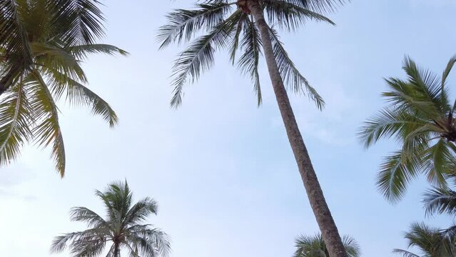 View of coconut palm trees against sky near beach on the tropical island with sunlight through. Coconut palm trees bottom view. Green palm tree with blue sky background