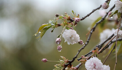 八重桜
