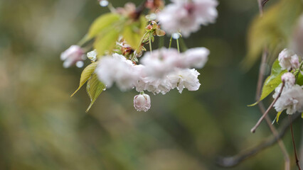 八重桜
