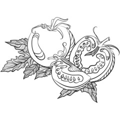 Still life with whole and sliced tomatoes. Vector illustrations in hand drawn sketch doodle style. Line art botanical food isolated on white. Close up tomato vegetable. Element for coloring book
