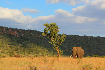 Fototapeta premium Afrikanischer Elefant / African elephant / Loxodonta africana
