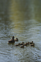Common duck with ducklings swimming in a pond in late spring