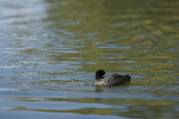coot swimming in a pond