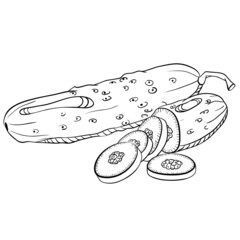 Whole and sliced cucumber. Vector illustrations in hand drawn sketch doodle style. Line art botanical food isolated on white. Close up cucumber vegetable. Element for coloring book, design, print