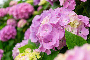 ピンクの紫陽花