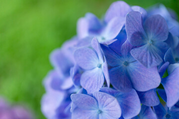 Fototapeta na wymiar 青い紫陽花
