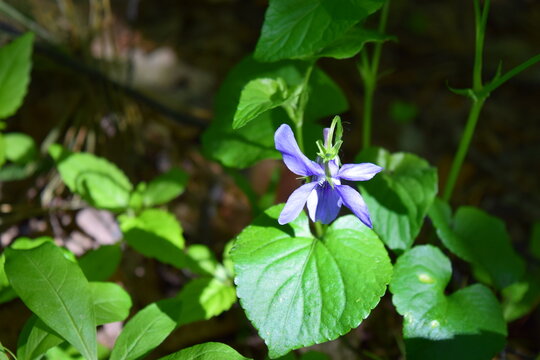 Woodland viola flower wild plants