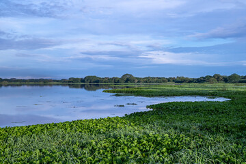 Cienaga de las Macanas Herrera Panama