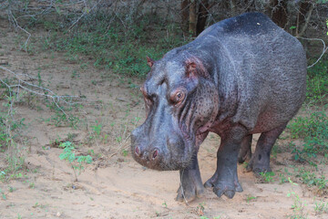 Flußpferd / Hippopotamus / Hippopotamus amphibius