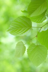 Fototapeta na wymiar close up of bodhi tree leaves