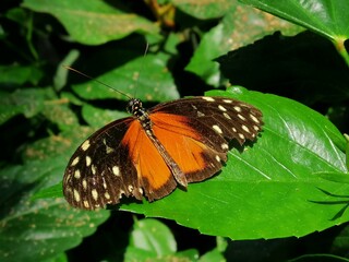 Fototapeta na wymiar exotic orange butterfly close up, macro photo
