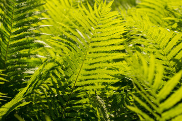 a lot of green fern leaves