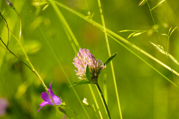 pink clover among green nature
