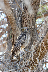 sub-adult Spotted Eagle Owl in the Kgalagadi