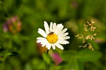 Obraz premium chamomile flower on the background of green nature