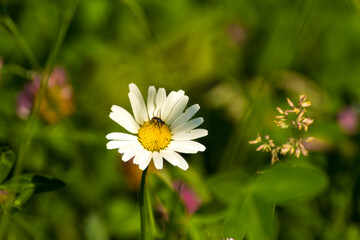 Obraz premium chamomile flower on the background of green nature