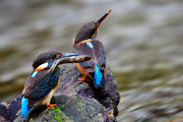 male bird having fish in its mouth to feed female in mating season during nest building, Malay...