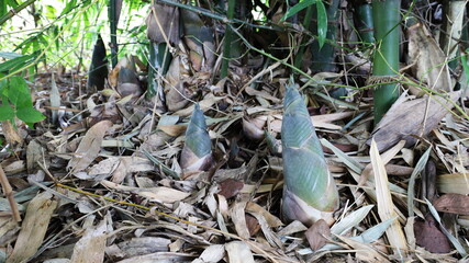 Green bamboo shoots on the ground. Newborn bamboo on the ground beside bamboo clumps grown in organic farms with copy space. Selective focus