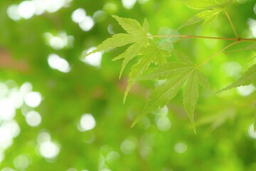 green leaves of Acer palmatum in spring