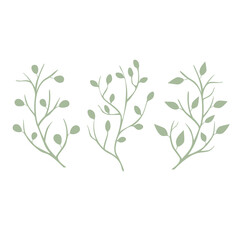 Olive Branch Leaves vector set isolated from the background Leaves different shapes in modern flat style