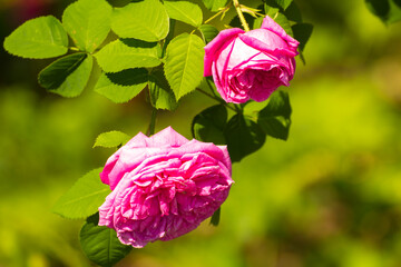 two pink roses grow against the backdrop of pink nature