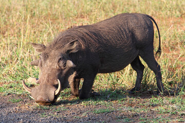 Warzenschwein / Warthog / Phacochoerus africanus