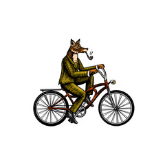 Fototapeta A fox with a pipe in a suit rides a bicycle and pedals. Fashion animal character. Hand drawn woodcut outline sketch. Vector engraved illustration for logo and tattoo or T-shirts. obraz