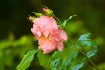 pink rose against the backdrop of green nature