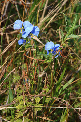 Blume / Flower / Flos