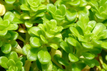 close up of Sedium formosanum