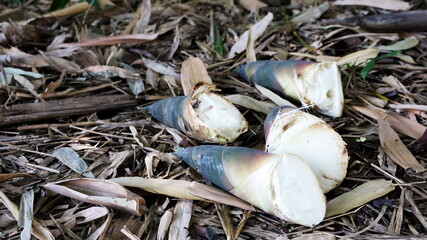 Fresh bamboo shoots on the ground. Freshly cut green newborn bamboo on the ground raw bamboo produce in a culinary organic farm with copy space. Selective focus