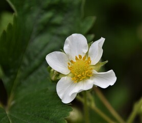 white flower in the garden