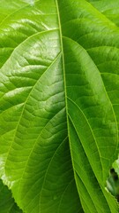 beautiful texture of wide green leaves