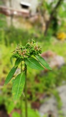 wild plant flowers close up