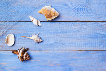 seashells lie on blue boards with a net