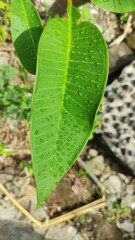 water droplets on the frangipani leaves up close