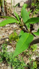 water droplets wet the leaves and shoots of the frangipani tree