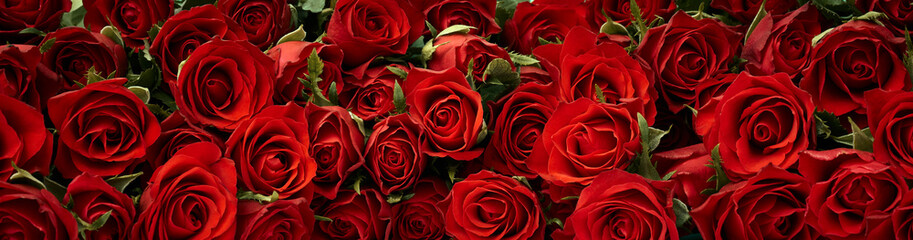Red roses flowers dark background