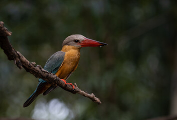 Stork-billed Kingfisher on the branch tree.