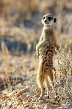 Merkat or Suricate sentry, Kgalagadi