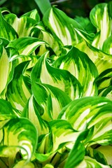 green leaves background