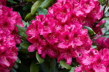 Rhododendron Blüten im Frühjahr
