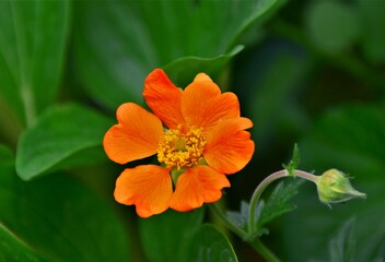 orange flower in the garden