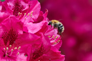 Ackerhummel (Bombus pascuorum)  am Rhododendron © Karin Jähne