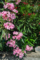 Fototapeta na wymiar Pink azure bushes over a stone fence. Private gardens. Green fence of flowers.