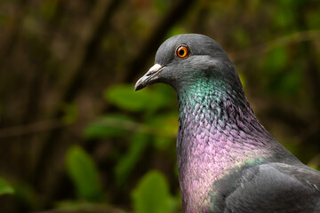 The bird is a pigeon with mottled plumage.