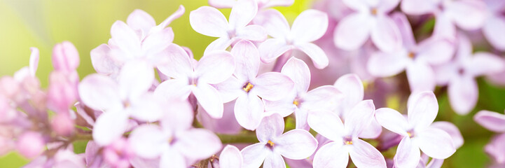 Fototapeta na wymiar A blooming bush of purple lilac flowers.