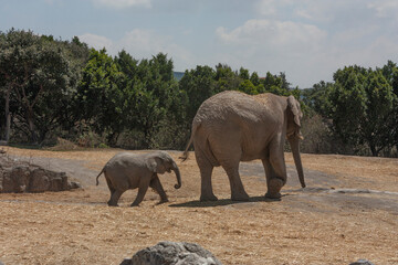 Fototapeta premium Moving pachyderms walk baby elephant and mother also known as African loxodota mammals that in their wild life live in African savannah