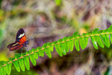butterfly on leaf (Heliconius melpomene)